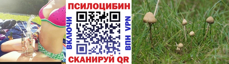 где продают Белая Холуница Галлюциногенные грибы Psilocybine cubensis
